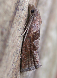 Eucosma similiana Eucosma similiana